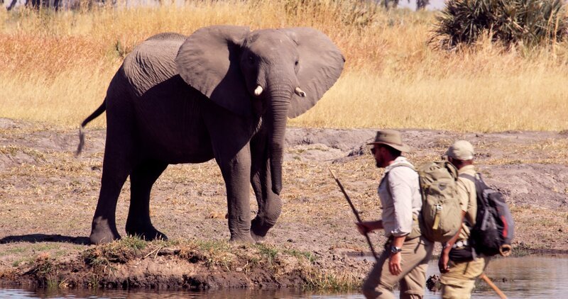 Elephant stares at Levison Wood and Kane Motswana on a river bank of the Delta – Bild: Animal Planet /​ Discovery Communications, LLC
