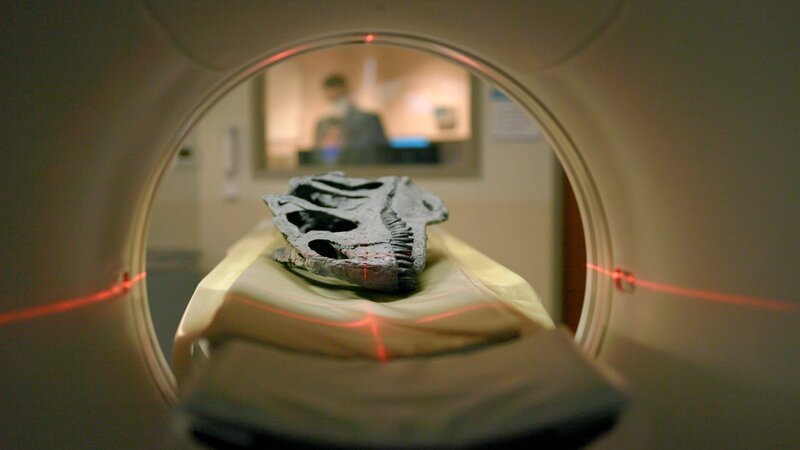 CT-Scans enthüllen die Anatomie von Dinosaurierschädeln. – Bild: BBC Studios