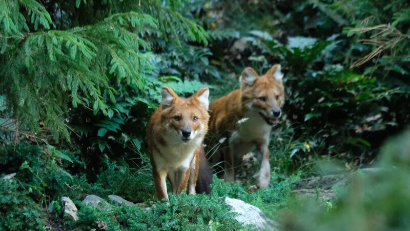 Dhole. – Bild: Animal Planet /​ Photobank; 37024_ep409_004.JPG /​ Discovery Communications, LLC