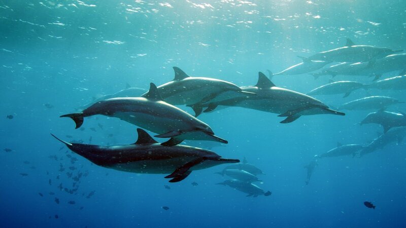 Spinner-Delfine am Morgen bei ihrer „Morgengymnastik“. – Bild: Florian Graner /​ NDR