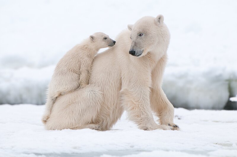 Mama Eisbär als Kletterwand. Kleine Eisbären dürfen die Sicherheit ihrer Höhle erst mit zwölf Wochen verlassen. Wenn sie ihrer Mutter auf Erkundungstouren folgen können, wird das Spielen vom Lernen abgelöst. – Bild: ORF/​ZDF/​Gecko1968