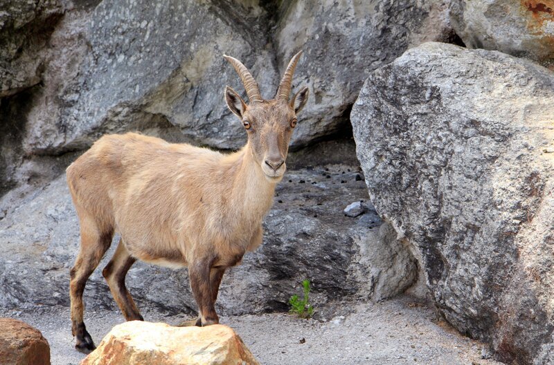 Geißen haben kleinere und schmalere Hörner als die Böcke. – Bild: BR/​TEXT + BILD Medienproduktion