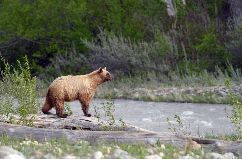 Eine Bärenmutter macht sich Sorgen um ihr Junges, das den Fluss zu überqueren versucht. – Bild: Florianfilm