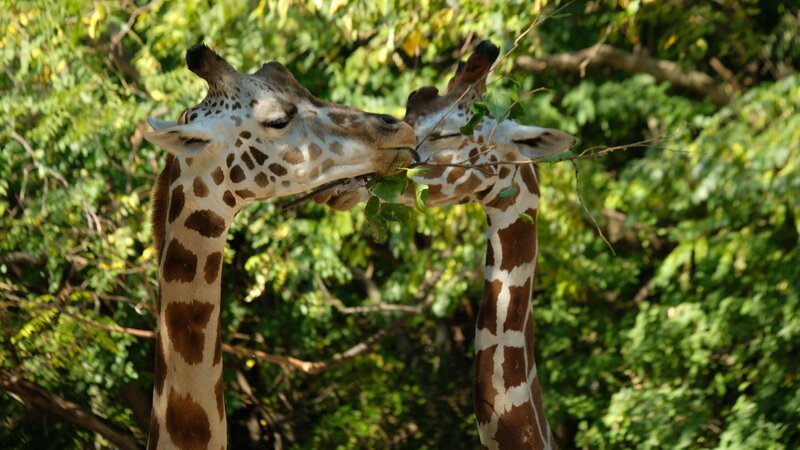 Giraffe introduction. – Bild: Animal Planet /​ Photobank 37024_ep410_007 /​ Discovery Communications, LLC