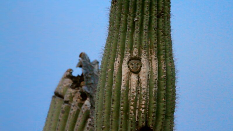 Der Elfenkauz hat sich in einem Saguaro eine Bruthöhle gebaut. – Bild: ZDF/​Chris Heising