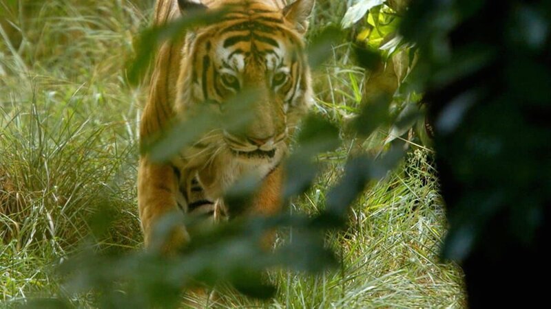 Tiger in the forest. – Bild: Animal Planet