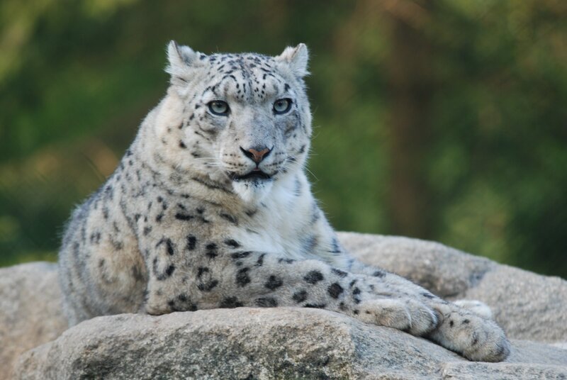 Schneeleopard. – Bild: BR/​Jens-Uwe Heins