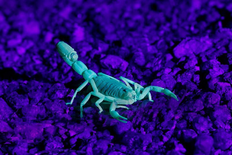 Ein Skorpion in einer Wüste, nachts mit Schwarzlicht fotografiert, Namibia – Bild: Getty Images /​ David Clapp