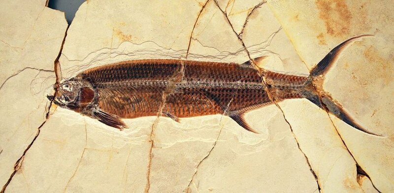 Fossiler Fisch aus einem Steinbruch in Eichstätt – Bild: La Compagnie des Taxi-Brousse /​ ARTE France