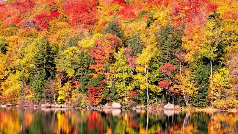 New England – Herbst Wald. – Bild: ZDF und ORF/​BBC/​Michael Warwick