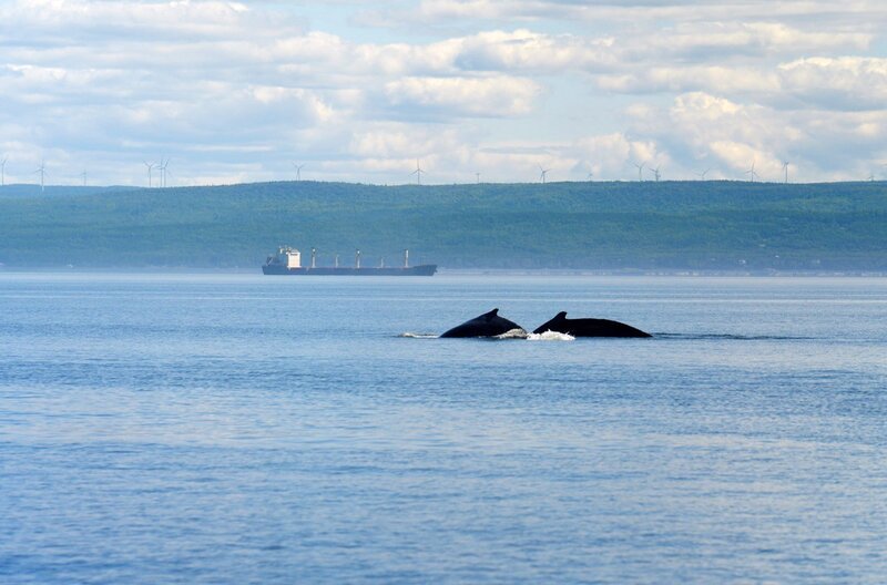 Buckelwale ziehen durch den Sankt-Lorenz-Strom auf der Suche nach Nahrung. Die Mündung zum Saguenay-Fjord hält ein besonders reichhaltiges Angebot bereit. – Bild: Florianfilm