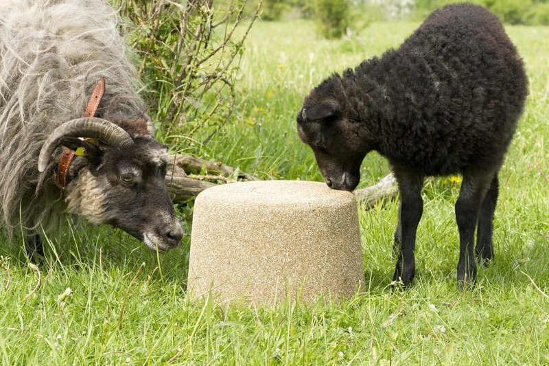 Schirley Schaf und ihre Freundin Schanine streiten sich um den salzigen Leckstein. Kann Keks den beiden helfen? – Bild: ZDF/​Zia Ziarno