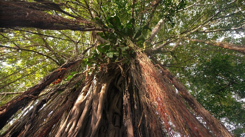 Die Feigenbäume im Várzea-Auwald haben viele Luftwurzeln. Wenn der Wald in der Regenzeit bis zu vier Meter unter Wasser steht, sichern sie der Feige das Überleben. – Bild: NDR/​doclights/​Cosmos Factory /​ NDR Presse und Information