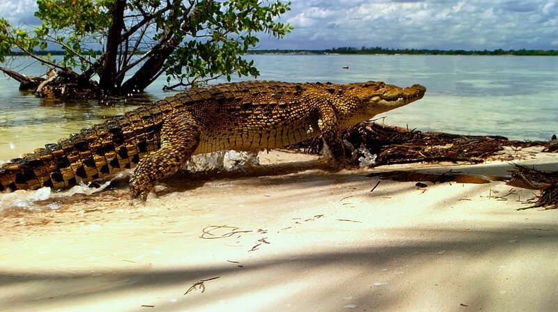 Ein Spitzkrokodil, das von der Meeresströmung auf die Zapata-Halbinsel in Kuba gespült wurde. – Bild: WDR/​BR/​Marion Pöllmann