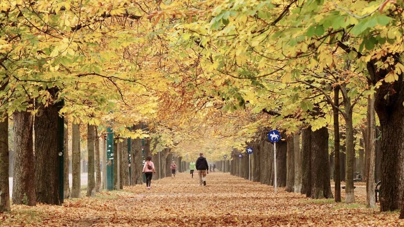 Prater Hauptallee. – Bild: 3sat