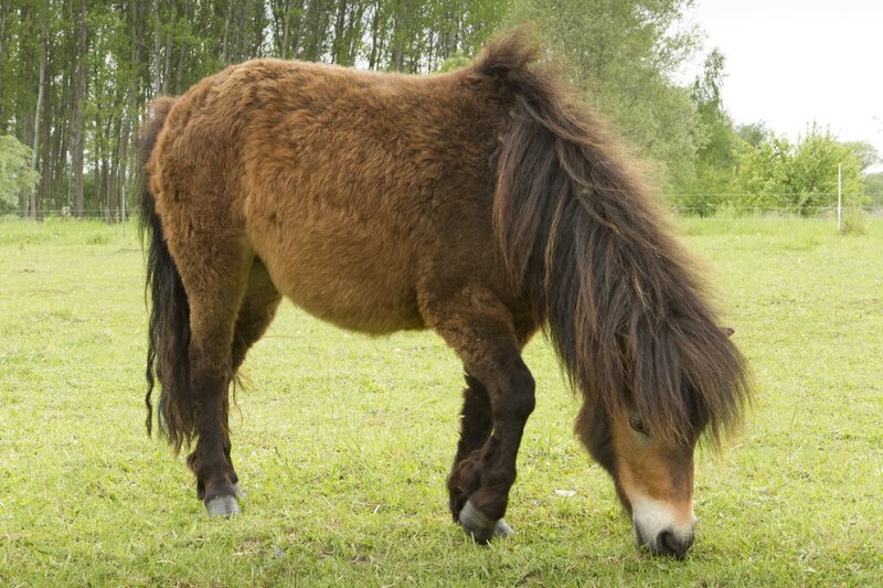 Polly Ponny liebt ihre Weide und futtert für ihr Leben gern. – Bild: ZDF/​Zia Ziarno