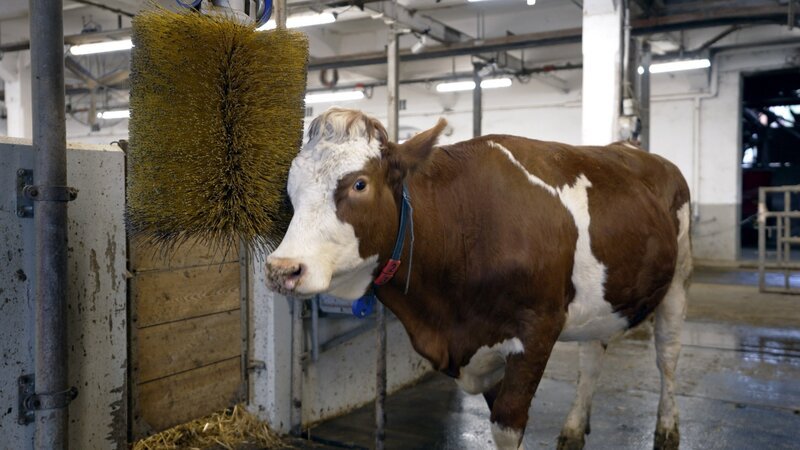 Bürstenverhalten als Krankheitsindikator. – Bild: ORF/ORF-Wien Bürstenverhalten als Krankheitsindikator. – Bild: ORF/ORF-Wien