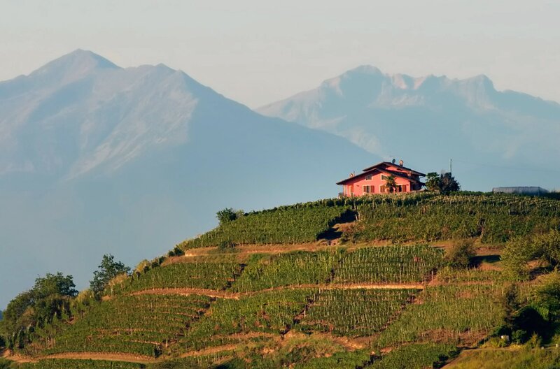 Das Piemont ist für seine hervorragenden Weine bekannt. Und auch die Trüffel aus der Region gelten als besonders gut: Sie werden zu Spitzenpreisen gehandelt. – Bild: Thomas Bresinsky/​doc.station