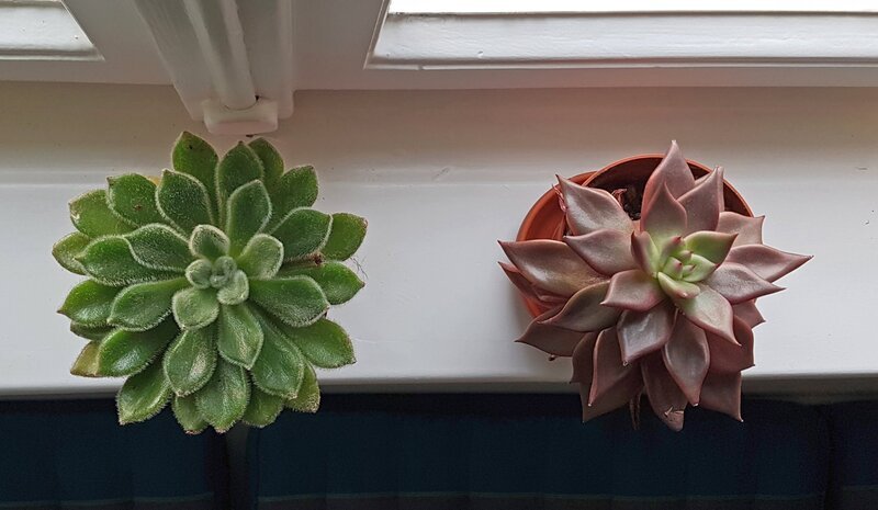 Echeverien auf einem Fensterbrett. Die dunkle Jahreszeit stellt Zimmerpflanzen auf eine harte Probe, wenn sie nicht ausreichend Sonnenlicht abbekommen. Umso wichtiger ist jetzt die richtige Pflege, bei der man die Pflanzen auch gleich vermehren kann. – Bild: BR