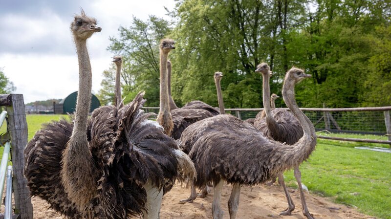 Strauße im Gehege auf der Straußenfarm Emminghausen. – Bild: NDR/​WDR/​Melanie Grande