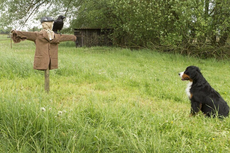 Keks trifft Rüdiger Rabe, der ihm erzählt, der Schönste und Klügste unter den Tieren zu sein. So ein Quatschmatsch! Keks fordert ihn zu einer Wette heraus. – Bild: ZDF/​Zia Ziarno