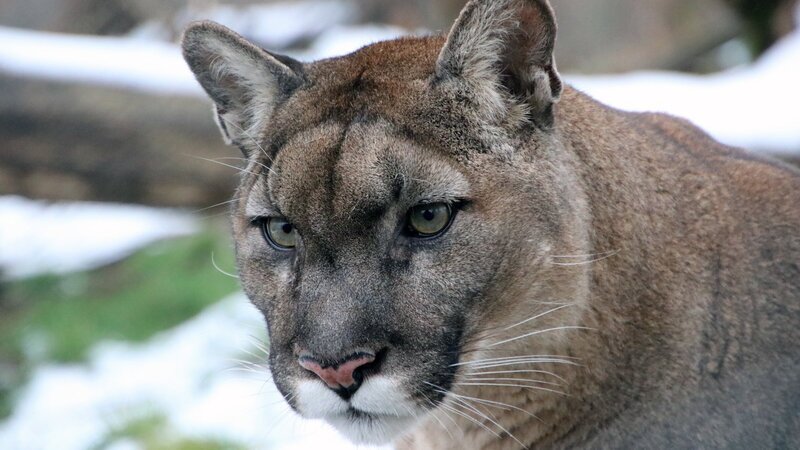Puma in der Tierwelt Herberstein. – Bild: Tierwelt Herberstein