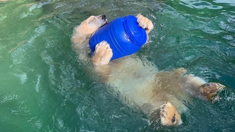 Ein Eisbär spielt mit einer Tonne. – Bild: BR