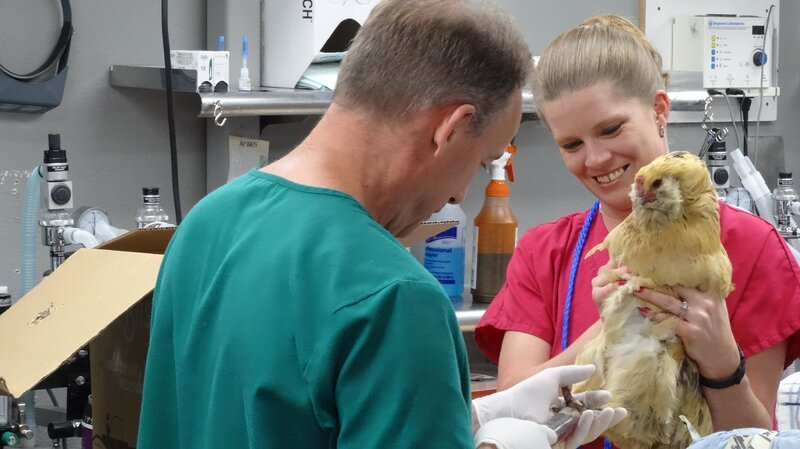 Dr. Baier and Danielle work on Tina Turner the chicken in the OR. – Bild: TLC