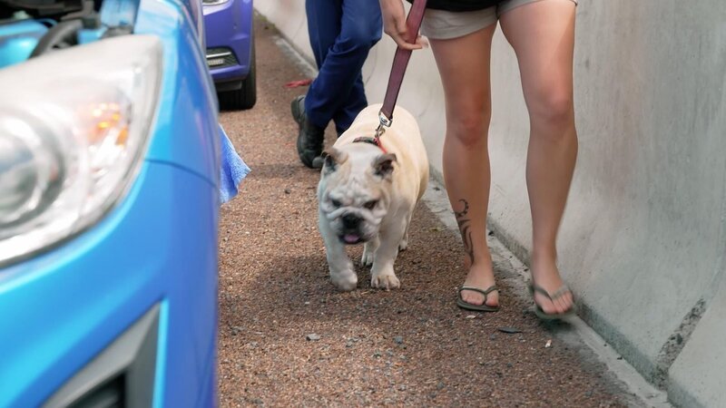 Bild: Greenstone TV Lizenzbild frei