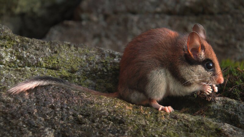 Gartenschläfer brauchen eine Schlafhöhle.; Eine Gartenschläferfamilie picknickt auf einem Vogelhäuschen.; Ein scheuer Gartenschläfer im Fichtelgebirge. – Bild: BR/​Marco Polo Film AG/​Roland Gockel