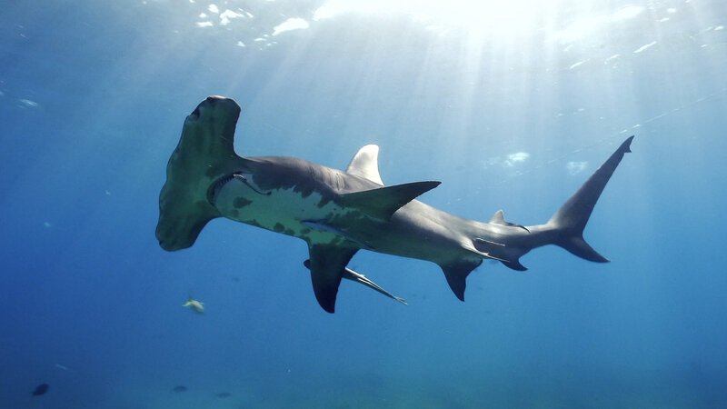 Bild: INSIGHT HD Bild: INSIGHT HD