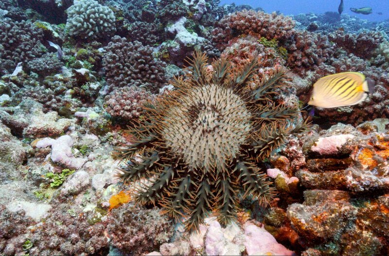 Dornenkronenseesterne machen Jagd auf Korallen und können in kürzester Zeit ganze Riffe zerstören. – Bild: K22film/​Sylvain Camps