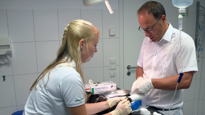 Dr. Tobias Neuberger versorgt die Wunden des Kätzchens, das nach einer Abstimmung auf Facebook jetzt Hope heißt. – Bild: NDR/​Doclights GmbH
