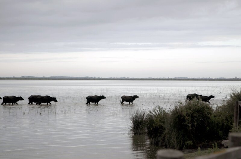 Etwa 20.000 Wasserbüffel leben am Kizilirmak, einem der imposantesten Feuchtgebiete der Welt. – Bild: Björn Lindenblatt