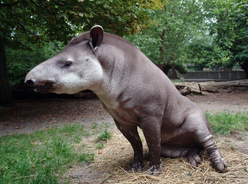 Tapir Birk aus dem Zoo ist ein weiterer Held der Folge 70. – Bild: rbb/​Thomas Ernst