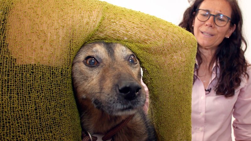 Dr. Marion Link muss besonders einfühlsam auf den schüchternen Mischlingshund Alois eingehen. – Bild: NDR/​Doclights GmbH 2019