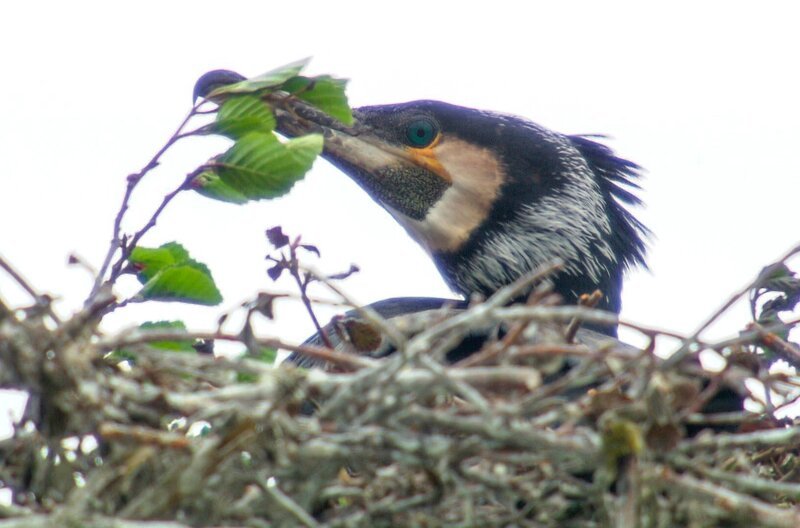 Tauchweltmeister! Ein Kormoran kann bis zu dreißig Meter tief tauchen. – Bild: NDR