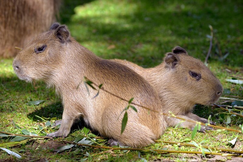 In Berlin gibt es zwei Oasen für Tiere. Den artenreichen Zoo Berlin. Und den Tierpark Berlin – der größte Landschaftstiergarten Europas. In diesem Paradies kommen unzählige Zoobabies auf die Welt. Die Binturong-Kinder im Alfred-Brehmhaus sind inzwischen drei Wochen alt. Die Drillinge von Schleichkatzen-Paar Fiona und Vinzent sind der neunte Wurf in Folge. Foto: Wasserschweinnachwuchs im Zoo Berlin. – Bild: rbb/​Thomas Ernst