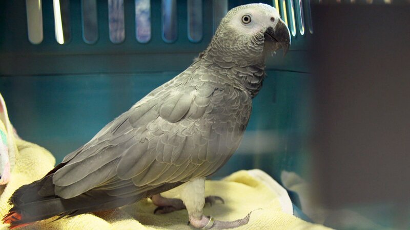 Der Graupapagei Hugo verliert Gewicht. Eine Blutabnahme soll zeigen, was dem Sprachtalent fehlt. – Bild: NDR/​Doclights GmbH 2019