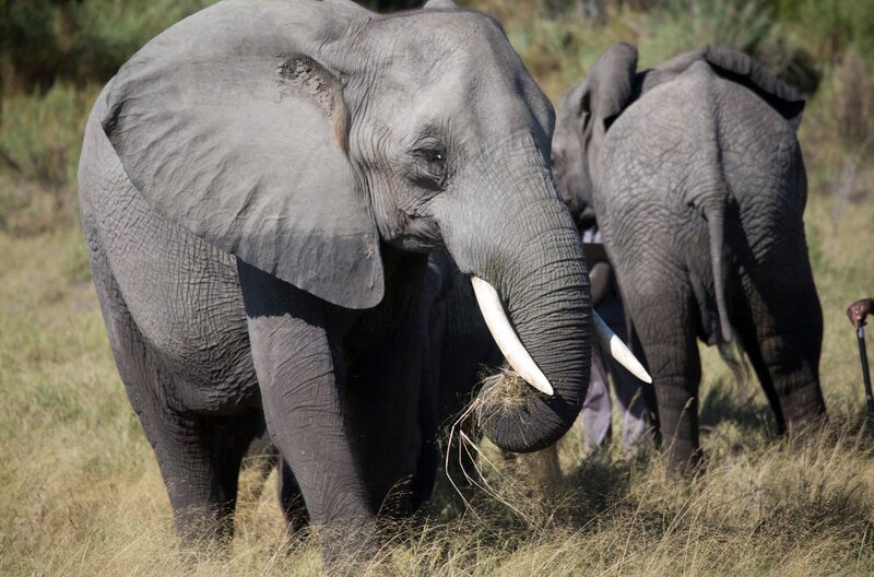Bis zu 300 Kilogramm Futter verzehrt ein Elefant pro Tag. Um das zu schaffen, sind die Tiere fast ständig unterwegs und fressen ununterbrochen. – Bild: phoenix/​ZDF/​Sam Barton-Humphreys