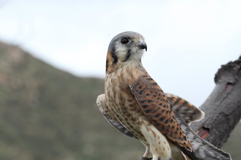 Kestrel. – Bild: Discovery Communications, Inc.