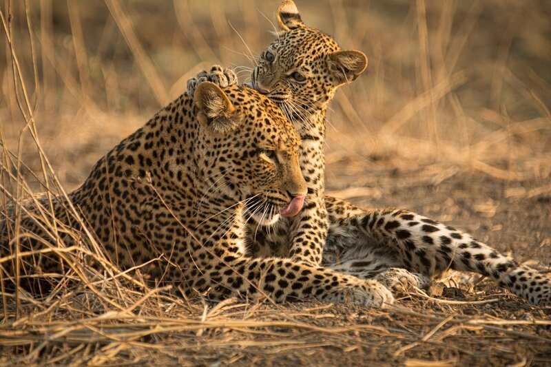 Die kleine Leopardenfamilie in trügerischer Harmonie: Leopardin Olimba und ihr Junges Makumbi – Bild: ORF/​Into Nature Productions/​Will Steenkamp