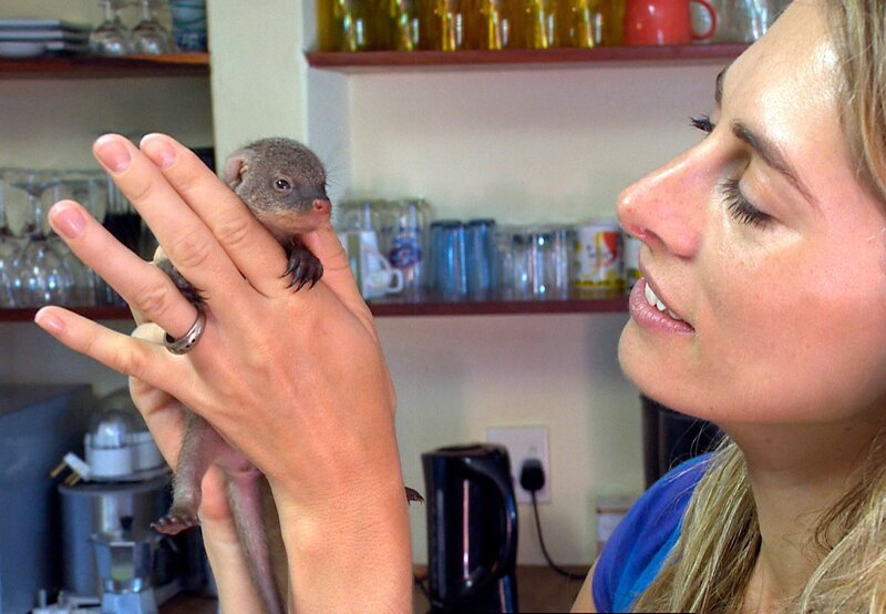 Dem gefundenen Baby-Mungo geht es schon viel besser! – Bild: SWR