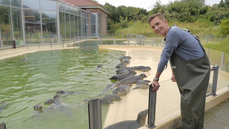 „PUR+“-Moderator Eric Mayer trifft in der Robbenaufzuchtstation in Norddeich auf viele kleine Heuler. Vom Aufpäppeln bis zur Auswilderung – hier werden die kleinen Robben fit gemacht für das Leben in freier Wildbahn. Eric Mayer ist mit dabei. – Bild: ZDF/​Wibke Kämpfer