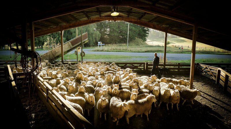 Die Schaffarm von Neil Gardyne ist 466 Hektar groß. Neben den Hütehunden hilft ihm eine Kameradrohne, die Schafherde aus der Luft zu umkreisen und zu lenken – eine wertvolle Zeit- und Geldersparnis. – Bild: NDR/​BBC/​Nick Easton