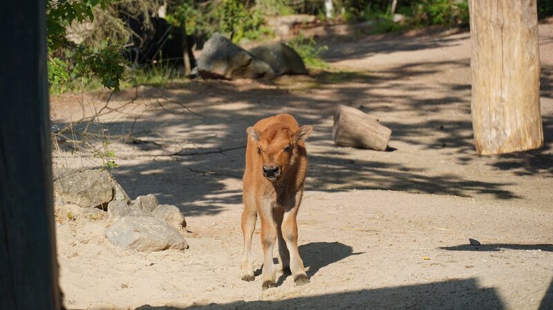 Zuwachs in der Bisonfamilie: Vor zwölf Tagen kam Kälbchen Tjark auf die Welt. Heute darf das kleine Kerlchen zum ersten Mal nach draußen auf die Anlage. Mutterkuh Catori begleitet ihren neugierigen Sprößling wachsam auf Schritt und Tritt. Später lassen Stefanie und Rebecca auch noch Bisonbullen Tatanka, den Vater von Tjark, auf die Anlage. Mit fast tausend Kilo Kampfgewicht ein sehr imposantes Tier. Wie wird der Riesen-Bison auf seinen Nachwuchs reagieren? – Bild: NDR/​Doclights/​Erlebnis-Zoo Hannover