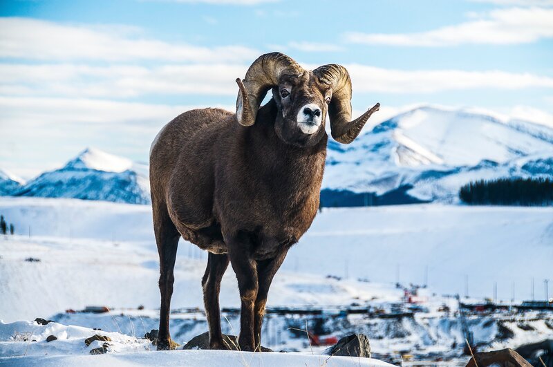 Ein männliches Dickhornschaf im Schnee – Bild: Brian Leith Productions /​ Terra Mater /​ Ben Wallis