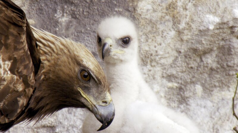 Ein Steinadler-Elternteil am Nistplatz mit seinem jungen Küken. – Bild: phoenix/​ZDF/​BBC