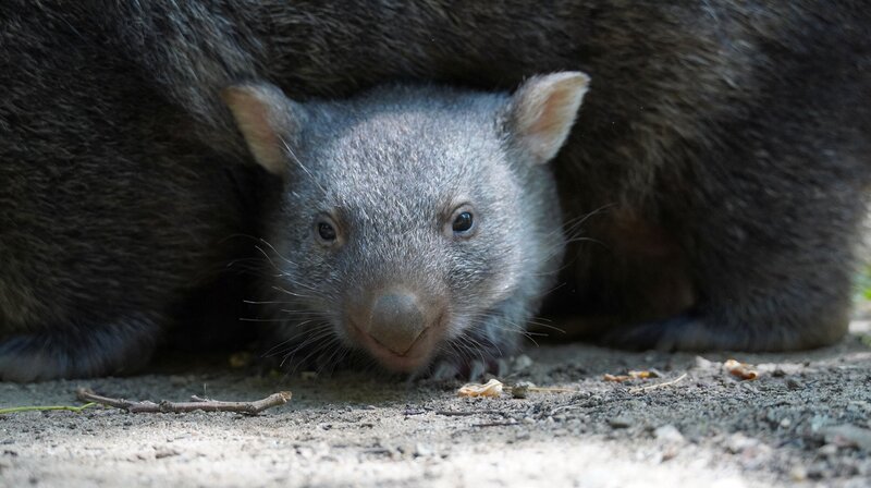 Nachwuchs-Check bei den Wombats: Auch bei den australischen Zoobewohnern gibt es ein Jungtier. Das lebt aber immer noch im Beutel seiner Mutter Maya und steckt nur selten die Nase oder eine Pfote raus. Sylvia Nietfeld möchte wissen, wie es dem Wombat-Baby geht. Mit einem Trick gelingt es ihr, den Mini-Wombat ein klein wenig aus seinem sicheren Beutel-Versteck zu locken. – Bild: NDR/​Doclights/​Erlebnis-Zoo Hannover