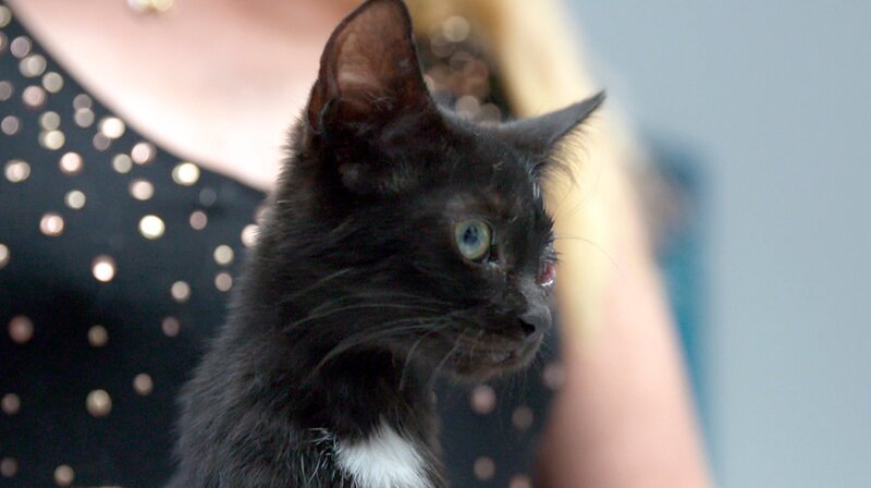 Schwer vermittelbar: Zumindest Findelkätzchen Achilles findet ein neues Zuhause. – Bild: NDR/​Doclights GmbH 2019